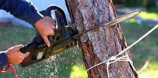 Best Tree Health Inspection  in Wake Forest, NC