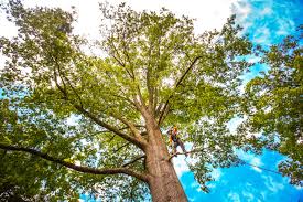  Wake Forest, NC Tree Removal Pros