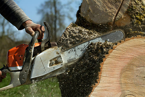 Best Tree Mulching  in Wake Forest, NC